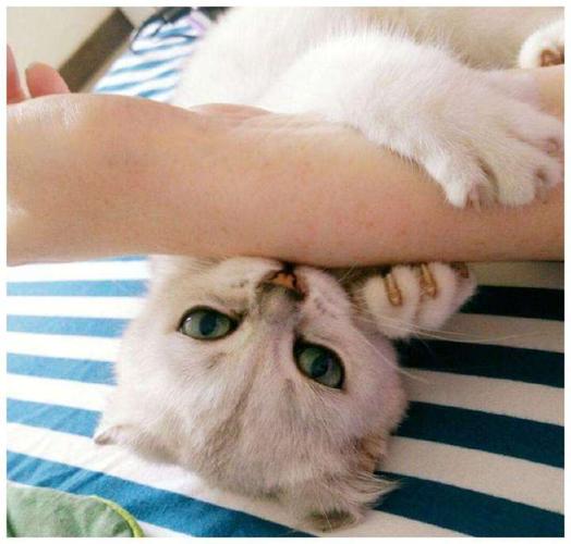  猫咪不听话咬人怎么办，猫咪不听话的时候该怎么办