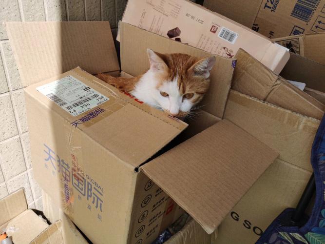 猫咪不听话咬人怎么办,猫咪不听话的时候该怎么办-第3张图片-后鲨宠物 猫咪不听话咬人怎么办,猫咪不听话的时候该怎么办-第3张图片-后鲨宠物