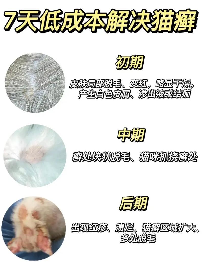 猫咪猫癣怎么治_猫咪猫癣怎么治好得快