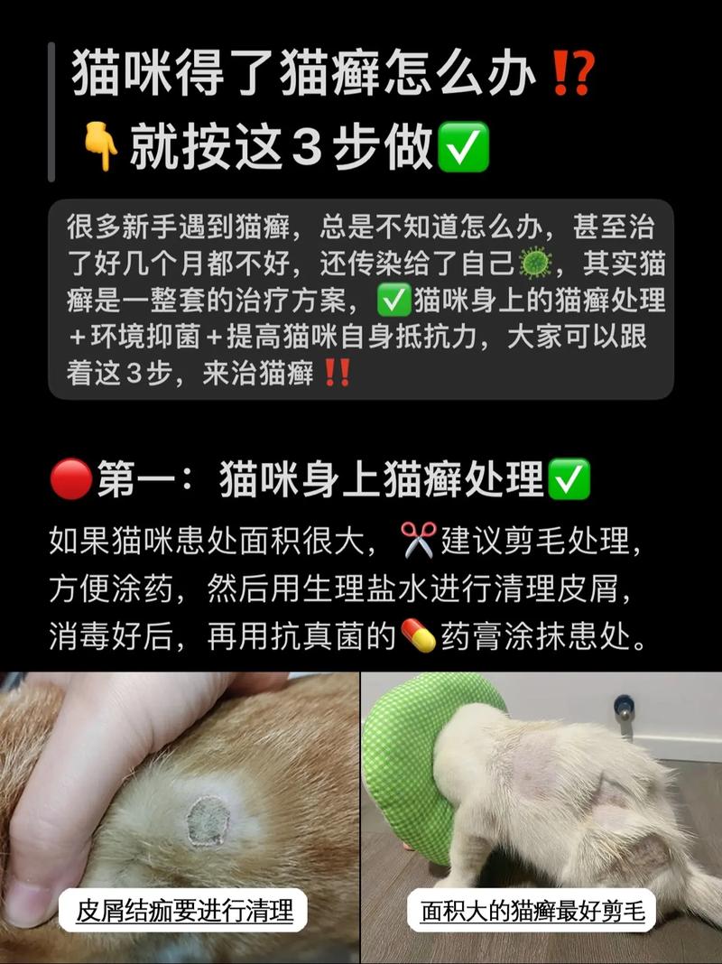 猫咪猫癣怎么治_猫咪猫癣怎么治好得快-第4张图片-后鲨宠物 猫咪猫癣怎么治_猫咪猫癣怎么治好得快-第4张图片-后鲨宠物