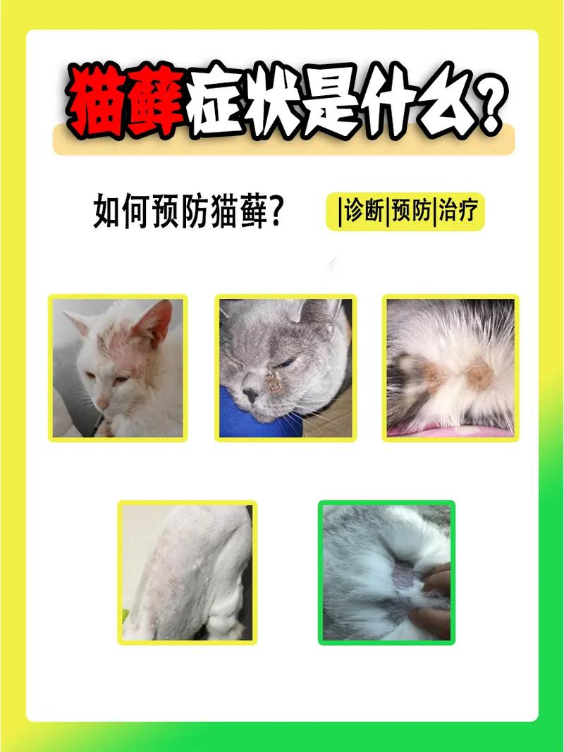 猫咪猫癣怎么治_猫咪猫癣怎么治好得快-第6张图片-后鲨宠物 猫咪猫癣怎么治_猫咪猫癣怎么治好得快-第6张图片-后鲨宠物
