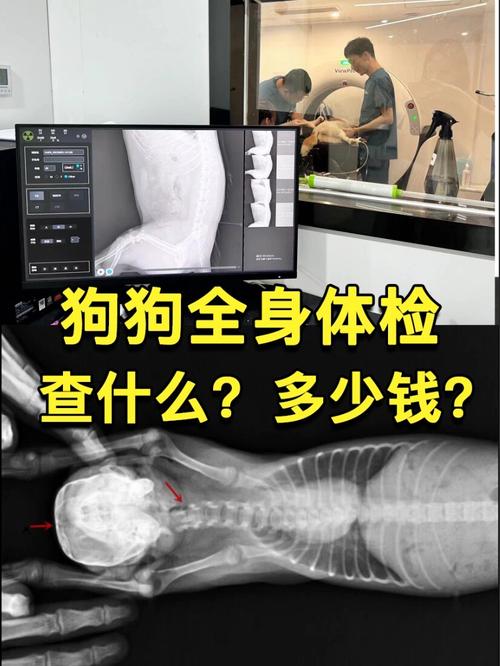 狗狗抗体检测多少钱,狗的抗体检查多少钱?-第6张图片-后鲨宠物 狗狗抗体检测多少钱,狗的抗体检查多少钱?-第6张图片-后鲨宠物