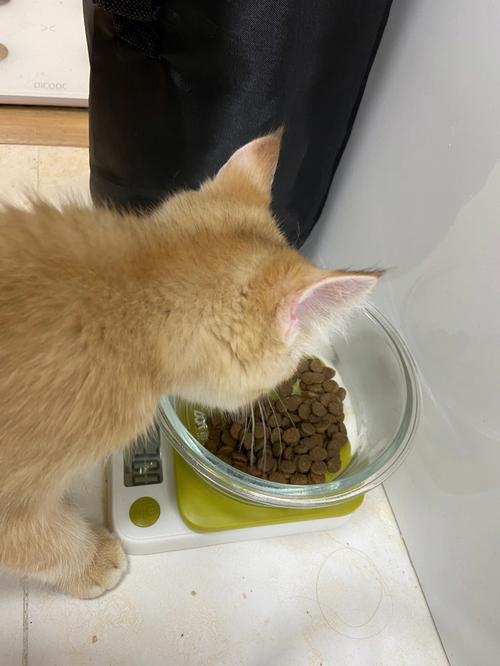 猫咪可以喝板蓝根吗_猫咪可以喝板蓝根水吗