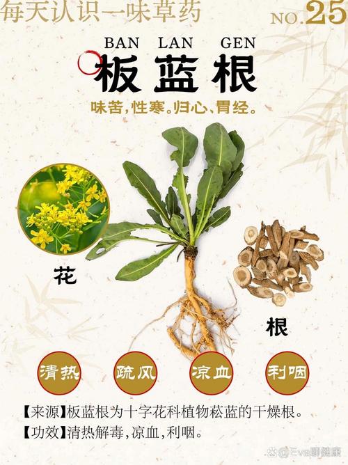 猫咪可以喝板蓝根吗_猫咪可以喝板蓝根水吗-第4张图片-后鲨宠物 猫咪可以喝板蓝根吗_猫咪可以喝板蓝根水吗-第4张图片-后鲨宠物