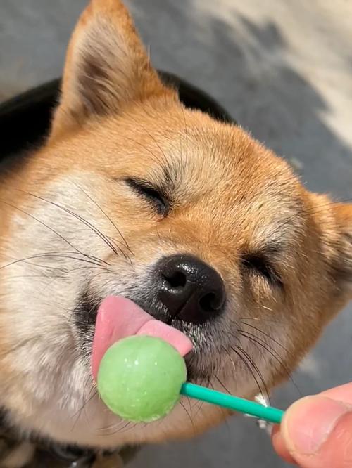  狗狗能吃甜的东西吗，狗能吃甜的么?