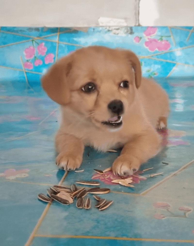 狗狗可以吃瓜子仁吗,狗狗可以吃瓜子仁吗有毒吗-第2张图片-后鲨宠物 狗狗可以吃瓜子仁吗,狗狗可以吃瓜子仁吗有毒吗-第2张图片-后鲨宠物