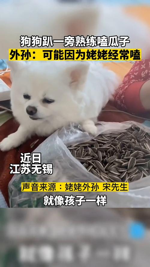 狗狗可以吃瓜子仁吗,狗狗可以吃瓜子仁吗有毒吗-第4张图片-后鲨宠物 狗狗可以吃瓜子仁吗,狗狗可以吃瓜子仁吗有毒吗-第4张图片-后鲨宠物