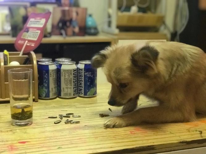 狗狗可以吃瓜子仁吗,狗狗可以吃瓜子仁吗有毒吗-第6张图片-后鲨宠物 狗狗可以吃瓜子仁吗,狗狗可以吃瓜子仁吗有毒吗-第6张图片-后鲨宠物