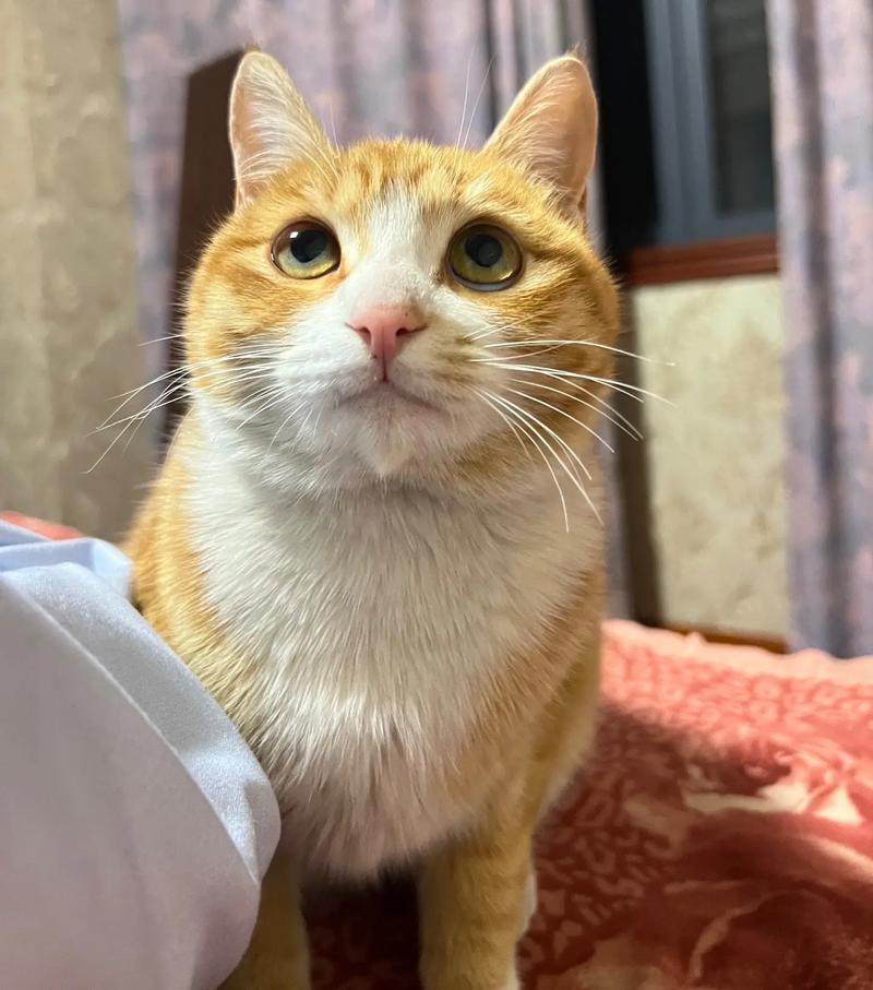 猫咪胡子被剪了会怎样,猫咪胡子剪掉了-第2张图片-后鲨宠物 猫咪胡子被剪了会怎样,猫咪胡子剪掉了-第2张图片-后鲨宠物