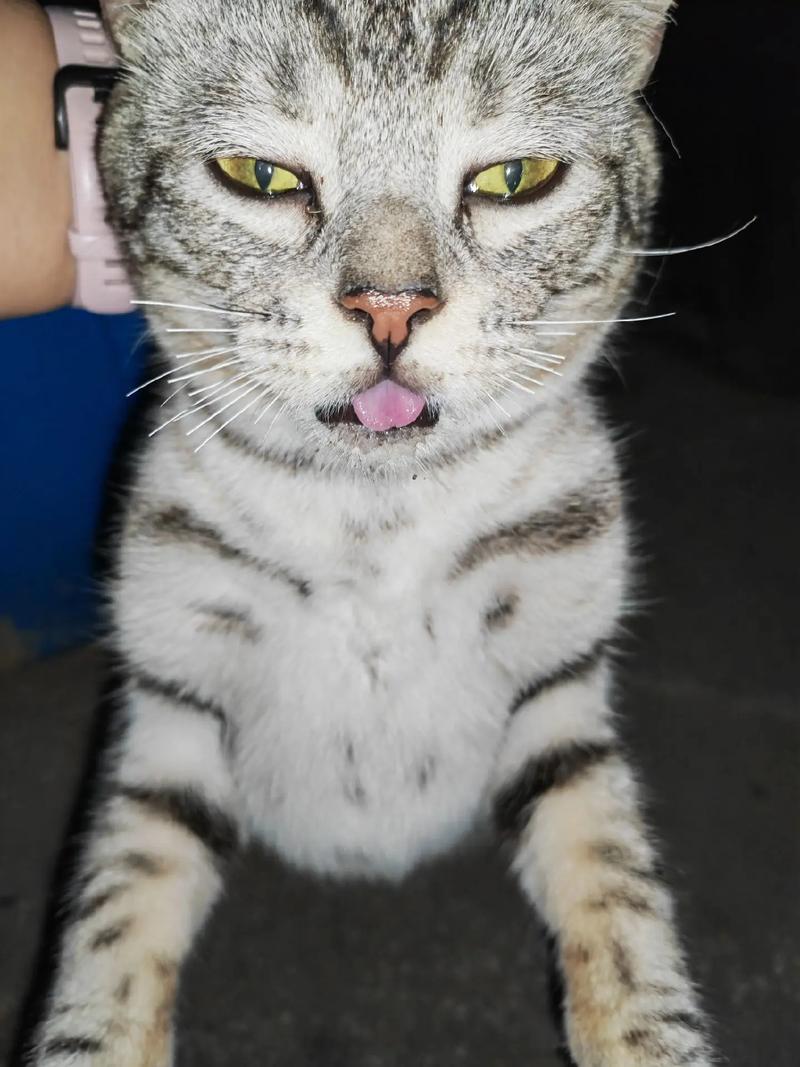 猫咪胡子被剪了会怎样,猫咪胡子剪掉了-第3张图片-后鲨宠物 猫咪胡子被剪了会怎样,猫咪胡子剪掉了-第3张图片-后鲨宠物