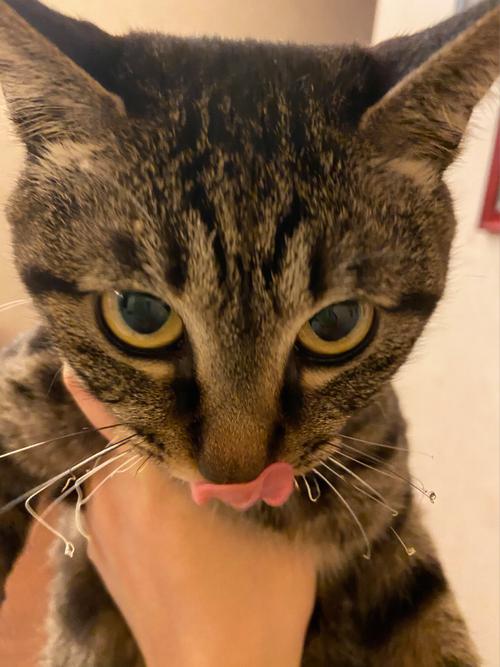 猫咪胡子被剪了会怎样,猫咪胡子剪掉了-第4张图片-后鲨宠物 猫咪胡子被剪了会怎样,猫咪胡子剪掉了-第4张图片-后鲨宠物