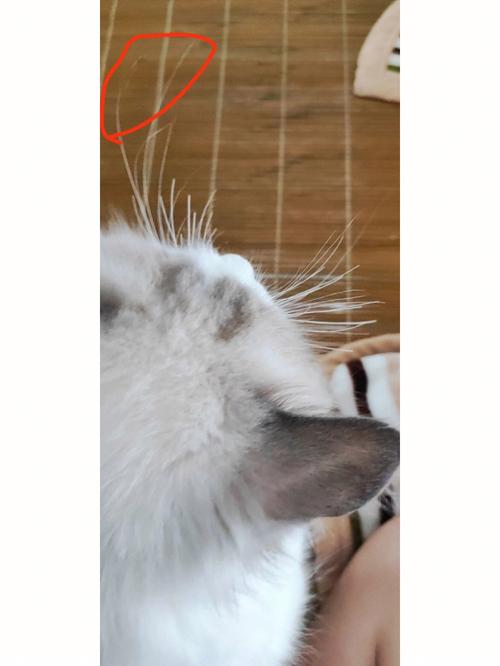 猫咪胡子被剪了会怎样,猫咪胡子剪掉了-第5张图片-后鲨宠物 猫咪胡子被剪了会怎样,猫咪胡子剪掉了-第5张图片-后鲨宠物