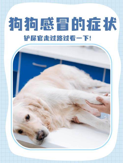 狗狗感冒可以自愈吗，狗狗感冒能自愈吗？-第4张图片-后鲨宠物