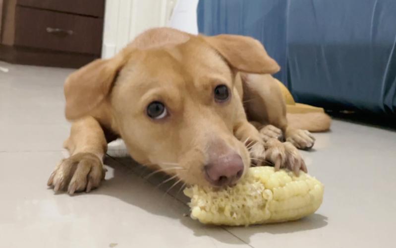 狗狗可以吃生玉米吗,狗狗可不可以吃生玉米?-第5张图片-后鲨宠物 狗狗可以吃生玉米吗,狗狗可不可以吃生玉米?-第5张图片-后鲨宠物