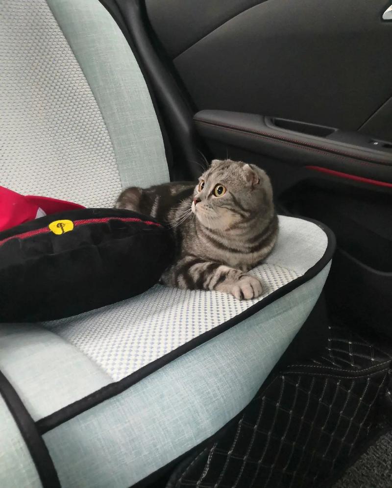 猫咪可以坐火车吗,猫咪可以坐火车吗?-第3张图片-后鲨宠物 猫咪可以坐火车吗,猫咪可以坐火车吗?-第3张图片-后鲨宠物