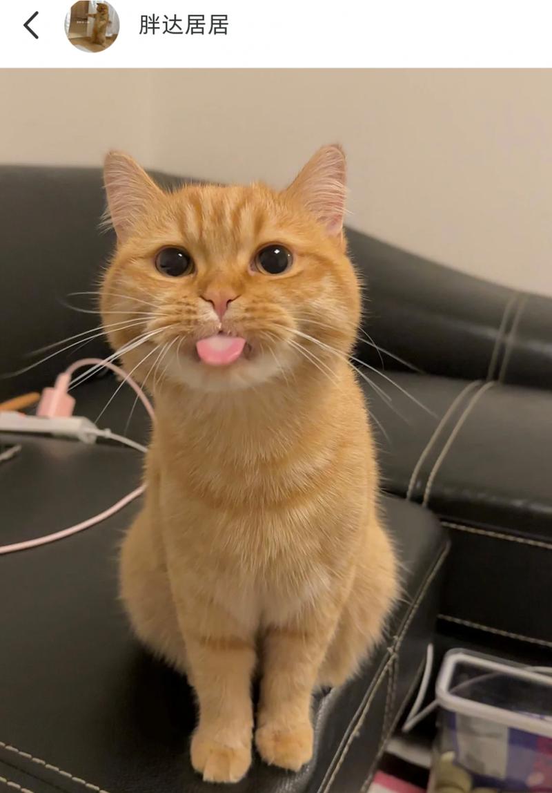 猫咪睡觉吐舌头,猫咪睡觉吐舌头是咋回事-第3张图片-后鲨宠物 猫咪睡觉吐舌头,猫咪睡觉吐舌头是咋回事-第3张图片-后鲨宠物