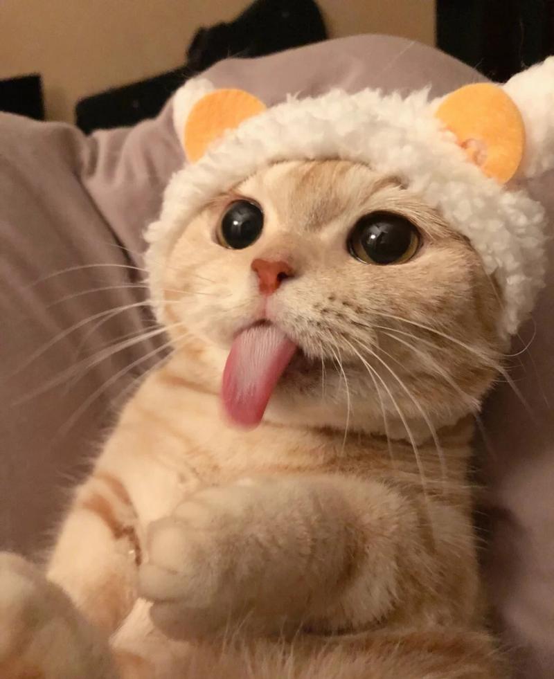 猫咪睡觉吐舌头,猫咪睡觉吐舌头是咋回事-第5张图片-后鲨宠物 猫咪睡觉吐舌头,猫咪睡觉吐舌头是咋回事-第5张图片-后鲨宠物