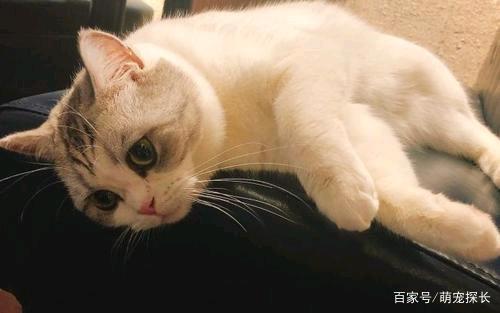 猫咪睡觉有声音，猫咪睡觉有声音吗？