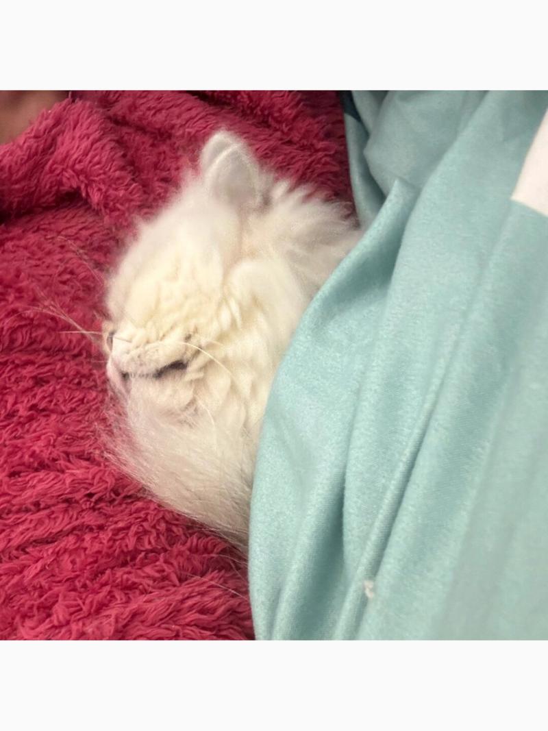 猫咪睡觉有声音，猫咪睡觉有声音吗？-第2张图片-后鲨宠物