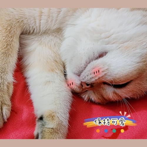 猫咪睡觉有声音，猫咪睡觉有声音吗？-第4张图片-后鲨宠物