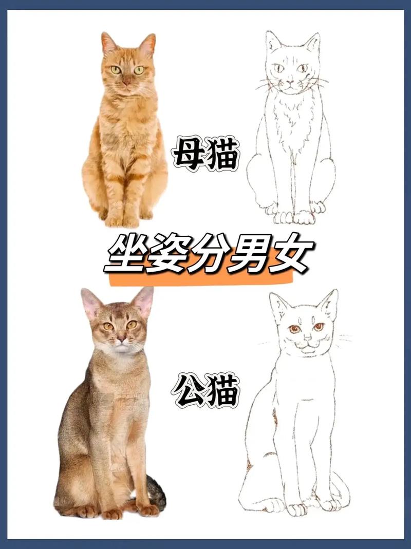 怎么看出猫咪怀孕，怎么判断猫咪是否怀孕？-第4张图片-后鲨宠物