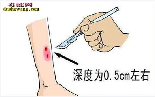 狗狗被蛇咬了怎么办,狗狗被蛇咬了怎么办,消肿止痛酊有没有用-第2张图片-后鲨宠物 狗狗被蛇咬了怎么办,狗狗被蛇咬了怎么办,消肿止痛酊有没有用-第2张图片-后鲨宠物