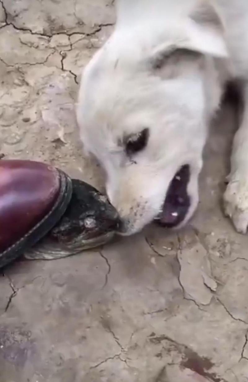 狗狗被蛇咬了怎么办,狗狗被蛇咬了怎么办,消肿止痛酊有没有用-第5张图片-后鲨宠物 狗狗被蛇咬了怎么办,狗狗被蛇咬了怎么办,消肿止痛酊有没有用-第5张图片-后鲨宠物