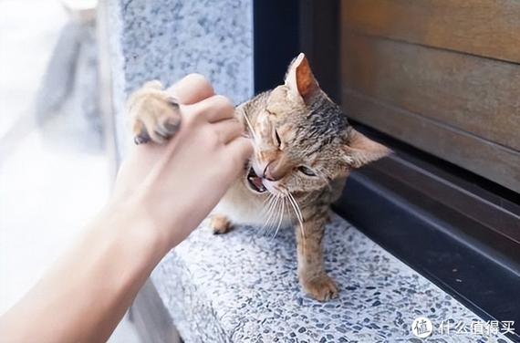 猫咪抓人怎么办_猫咪抓主人怎么办-第2张图片-后鲨宠物