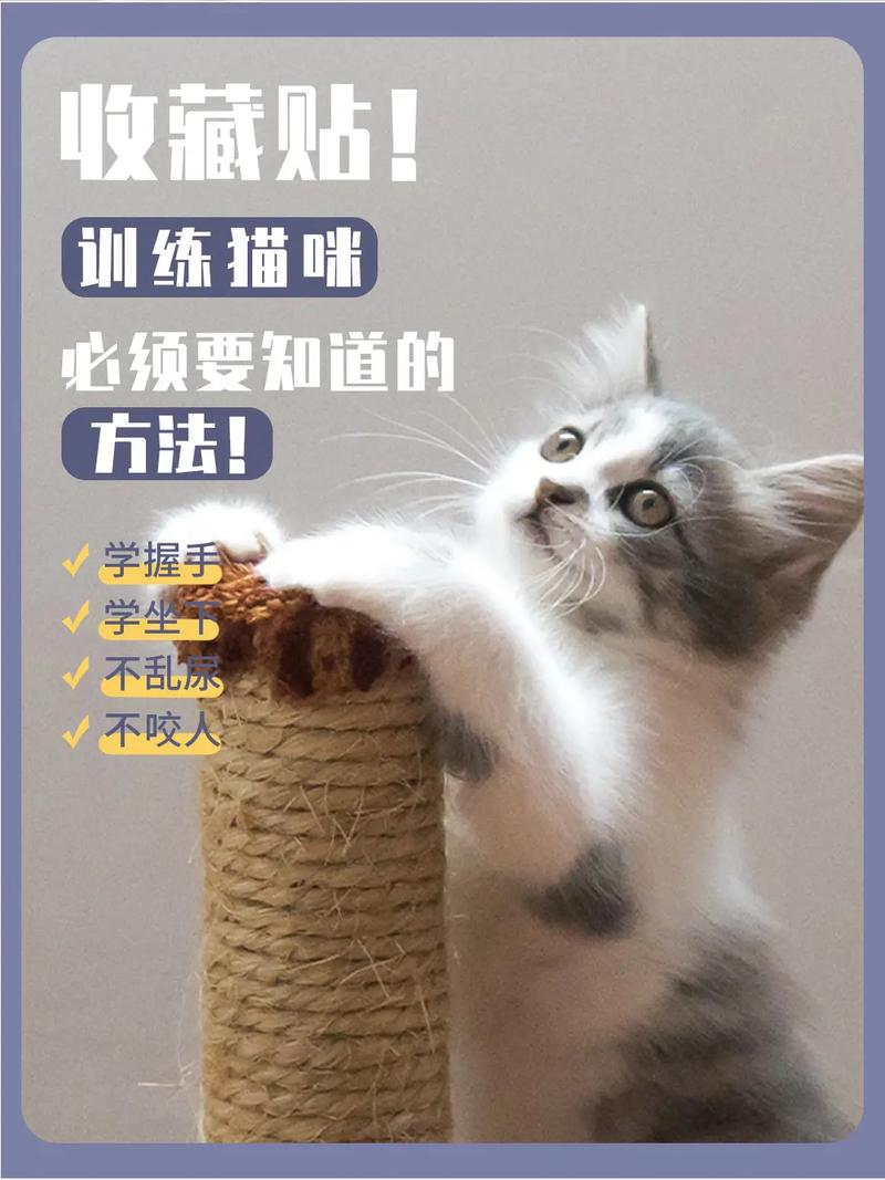 猫咪抓人怎么办_猫咪抓主人怎么办-第3张图片-后鲨宠物