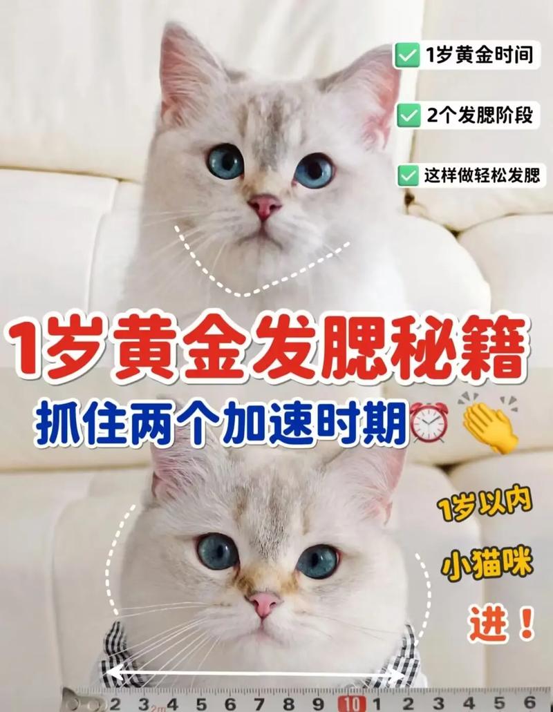 猫咪发腮吃什么，猫咪发腮吃什么食物？-第5张图片-后鲨宠物