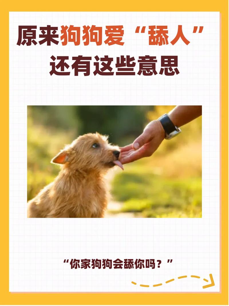 小狗狗为什么喜欢舔人,小狗狗为什么喜欢舔人脸?-第6张图片-后鲨宠物 小狗狗为什么喜欢舔人,小狗狗为什么喜欢舔人脸?-第6张图片-后鲨宠物