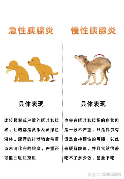 胰腺炎狗狗症状_怎样判断狗狗得了胰腺炎-第4张图片-后鲨宠物 胰腺炎狗狗症状_怎样判断狗狗得了胰腺炎-第4张图片-后鲨宠物