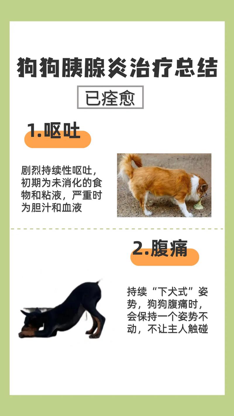 胰腺炎狗狗症状_怎样判断狗狗得了胰腺炎-第6张图片-后鲨宠物 胰腺炎狗狗症状_怎样判断狗狗得了胰腺炎-第6张图片-后鲨宠物