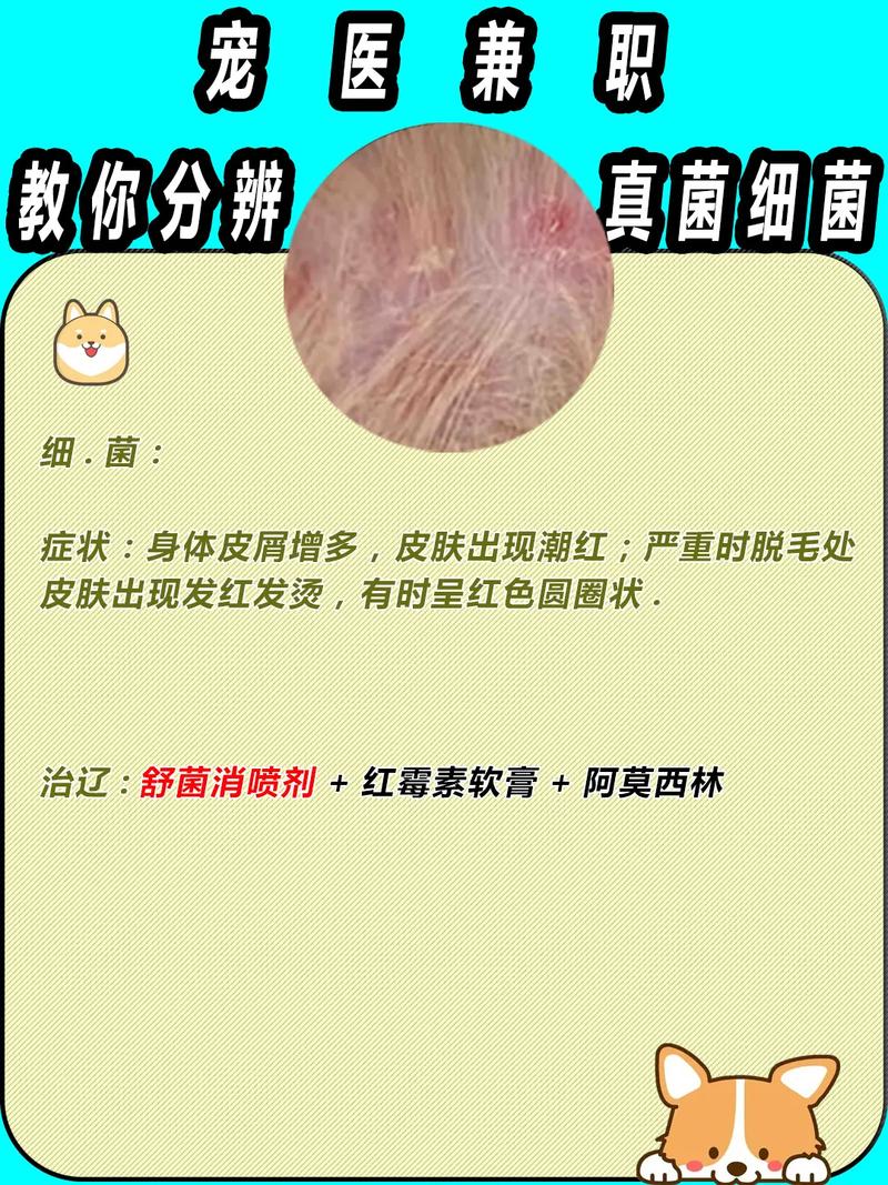 如何预防狗狗皮肤病_预防狗狗皮肤病的药-第2张图片-后鲨宠物 如何预防狗狗皮肤病_预防狗狗皮肤病的药-第2张图片-后鲨宠物