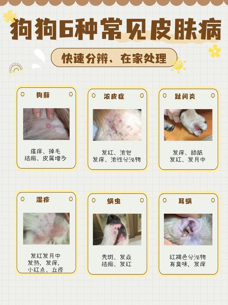 如何预防狗狗皮肤病_预防狗狗皮肤病的药-第3张图片-后鲨宠物 如何预防狗狗皮肤病_预防狗狗皮肤病的药-第3张图片-后鲨宠物