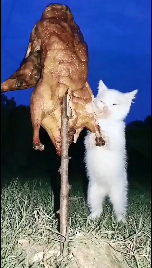 猫咪可以吃鸭肉吗,猫咪能吃鸭肉么?-第2张图片-后鲨宠物 猫咪可以吃鸭肉吗,猫咪能吃鸭肉么?-第2张图片-后鲨宠物