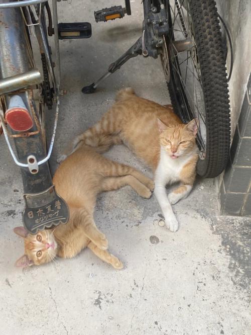 猫咪可以吃鸭肉吗,猫咪能吃鸭肉么?-第6张图片-后鲨宠物 猫咪可以吃鸭肉吗,猫咪能吃鸭肉么?-第6张图片-后鲨宠物