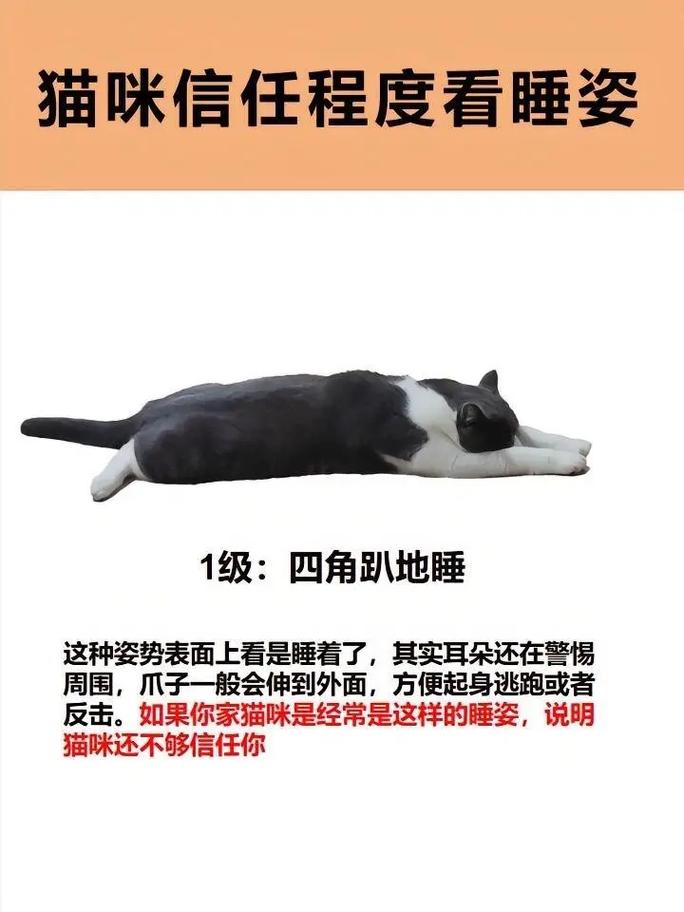  猫咪老是睡觉怎么回事，猫老是睡觉是为什么-第2张图片-后鲨宠物