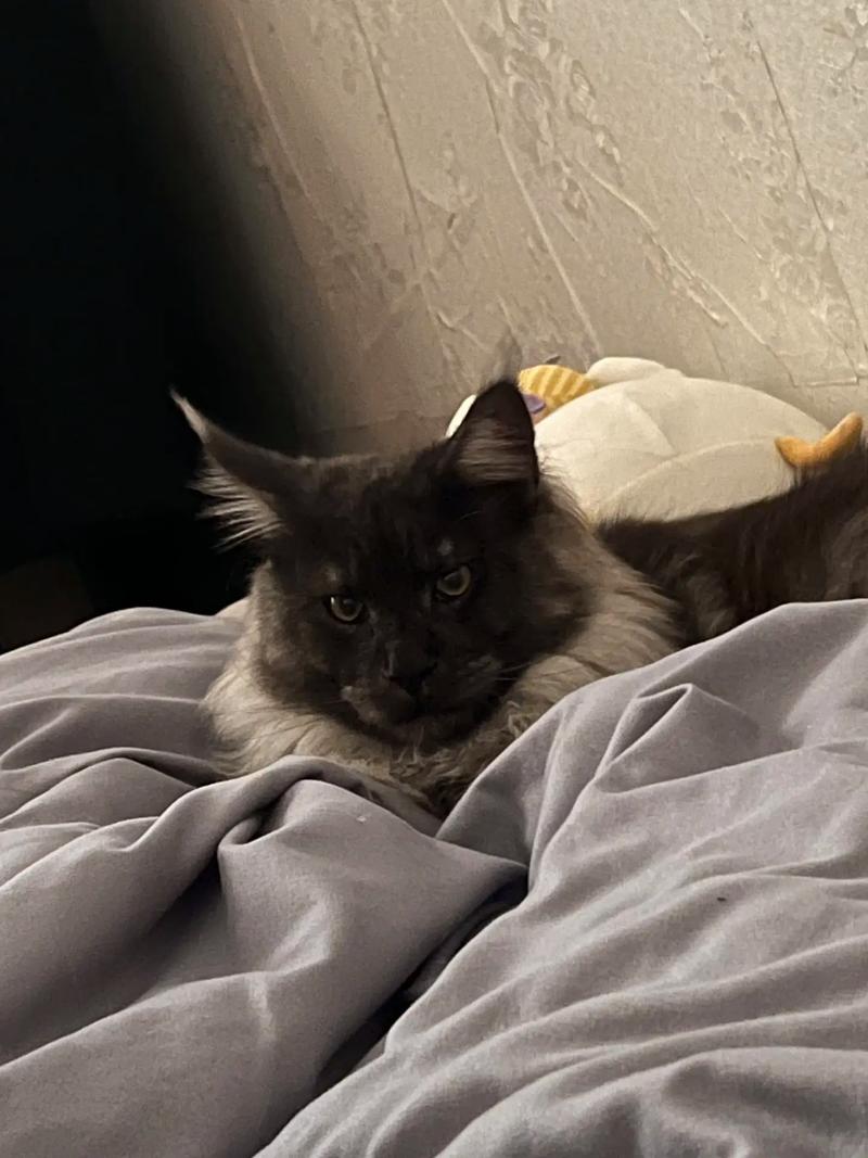  猫咪老是睡觉怎么回事，猫老是睡觉是为什么-第3张图片-后鲨宠物