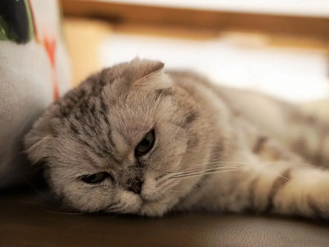  猫咪老是睡觉怎么回事，猫老是睡觉是为什么-第4张图片-后鲨宠物