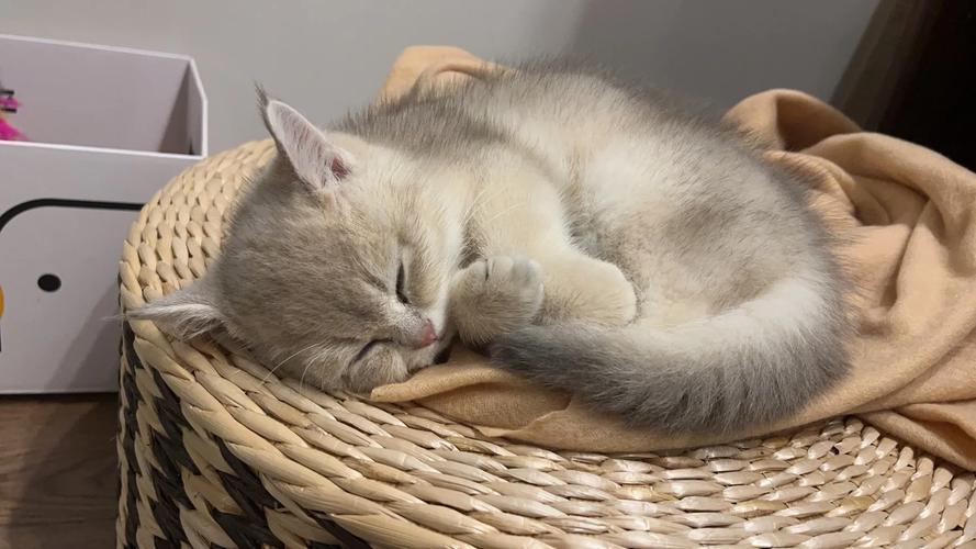  猫咪老是睡觉怎么回事，猫老是睡觉是为什么-第5张图片-后鲨宠物