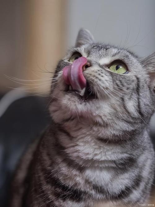 猫咪能不能吃奶油,猫咪能不能吃奶油巧克力?-第2张图片-后鲨宠物 猫咪能不能吃奶油,猫咪能不能吃奶油巧克力?-第2张图片-后鲨宠物