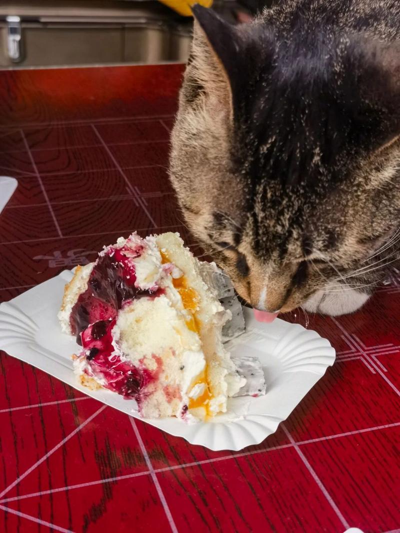 猫咪能不能吃奶油,猫咪能不能吃奶油巧克力?-第3张图片-后鲨宠物 猫咪能不能吃奶油,猫咪能不能吃奶油巧克力?-第3张图片-后鲨宠物