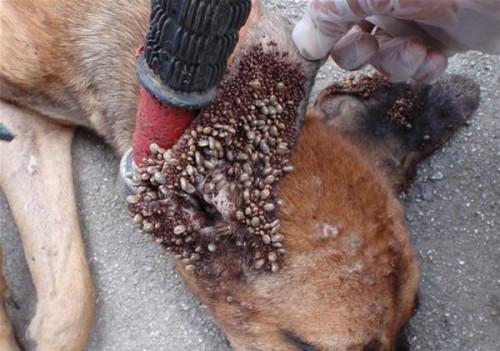 狗狗感染球虫的症状，狗狗感染球虫的症状有哪些？