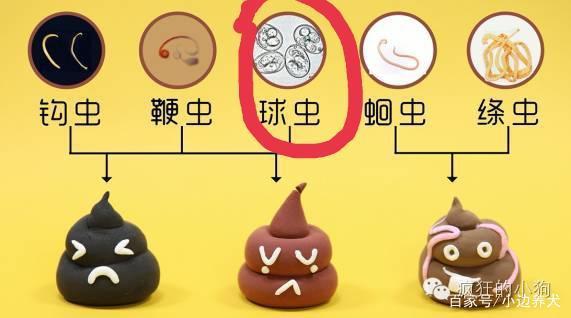 狗狗感染球虫的症状，狗狗感染球虫的症状有哪些？-第3张图片-后鲨宠物