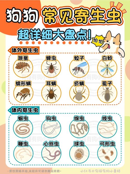 狗狗感染球虫的症状，狗狗感染球虫的症状有哪些？-第4张图片-后鲨宠物