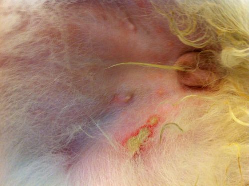 狗狗感染球虫的症状，狗狗感染球虫的症状有哪些？-第5张图片-后鲨宠物