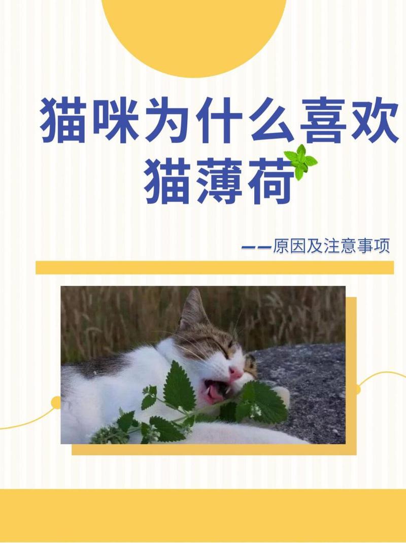 为什么猫咪喜欢猫薄荷_为什么猫喜欢猫薄荷?-第4张图片-后鲨宠物