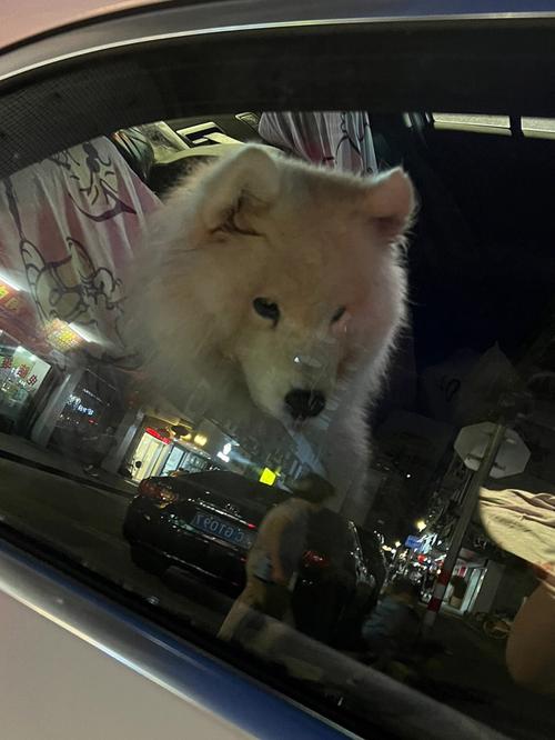 狗狗可以上出租车吗，狗狗可以上出租车吗现在？