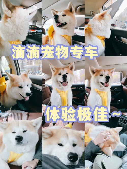 狗狗可以上出租车吗,狗狗可以上出租车吗现在?-第2张图片-后鲨宠物 狗狗可以上出租车吗,狗狗可以上出租车吗现在?-第2张图片-后鲨宠物